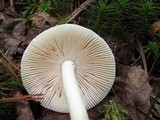 Amanita rasitabula image