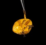 Hypomyces microspermus image