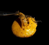 Hypomyces microspermus image