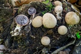 Scleroderma areolatum image