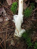 Amanita rasitabula image