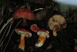 Gyroporus ballouii image