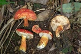 Tylopilus balloui image