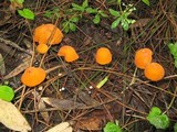 Marasmius spegazzinii image