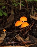 Marasmius spegazzinii image