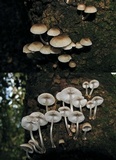 Mycena carmeliana image