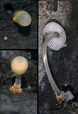 Mycena carmeliana image
