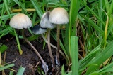 Panaeolus cyanescens image
