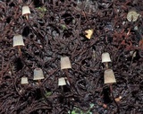 Mycena mamaku image