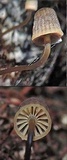 Mycena mamaku image