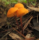Marasmius spegazzinii image