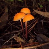 Marasmius spegazzinii image