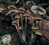 Mycena subgalericulata image