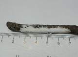 Skeletocutis alutacea image