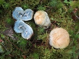 Gyroporus cyanescens image