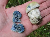 Gyroporus cyanescens image