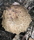 Boletellus ananas image