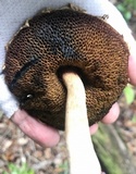Boletellus ananas image