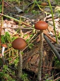 Psilocybe turficola image