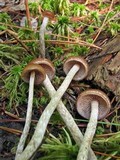 Psilocybe turficola image