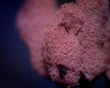 Arcyria denudata image