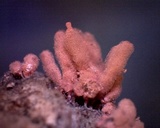 Arcyria denudata image