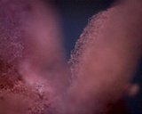 Arcyria denudata image