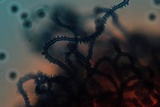 Arcyria denudata image