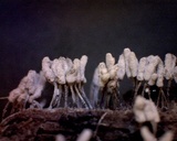 Arcyria cinerea image
