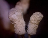 Arcyria cinerea image