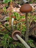 Psilocybe turficola image