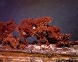 Metatrichia vesparium image