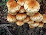 Pholiota squarrosoides image
