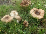 Russula sororia image