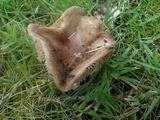 Russula sororia image