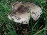 Russula sororia image