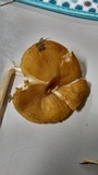 Oudemansiella incognita image