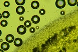 Mucronella subalpina image