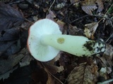 Russula silvicola image