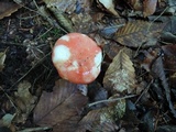 Russula silvicola image