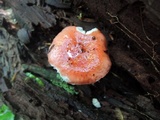 Russula silvicola image