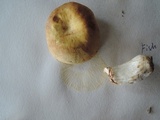 Russula xerampelina image