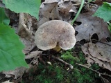 Retiboletus griseus image