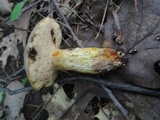 Retiboletus griseus image