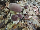 Tylopilus rubrobrunneus image
