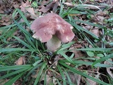 Tylopilus rubrobrunneus image