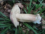 Tylopilus rubrobrunneus image