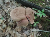 Tylopilus rubrobrunneus image