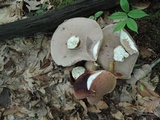 Tylopilus rubrobrunneus image