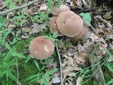 Tylopilus rubrobrunneus image